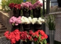 MVI 1271 Los melillenses llenan las floristerías en vísperas de Todos los Santos