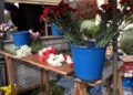 MVI 1275 Los melillenses llenan las floristerías en vísperas de Todos los Santos