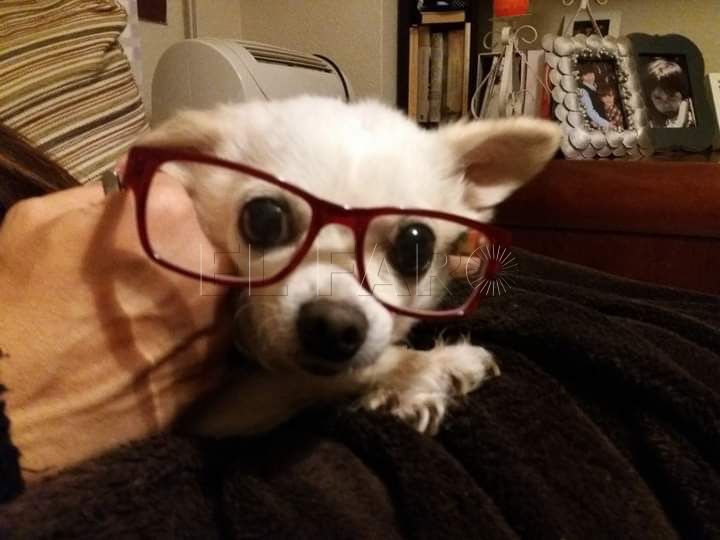PERRITA FALLECIDA PEPA PINK DE LOLA FONT. Día de todos los Santos Difuntos