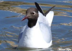 Reidora con uniforme de verano Gaviotas reidoras