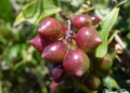 Zarzaparrilla Smilax aspera Zarzaparrillas: Las lianas del Mediterráneo
