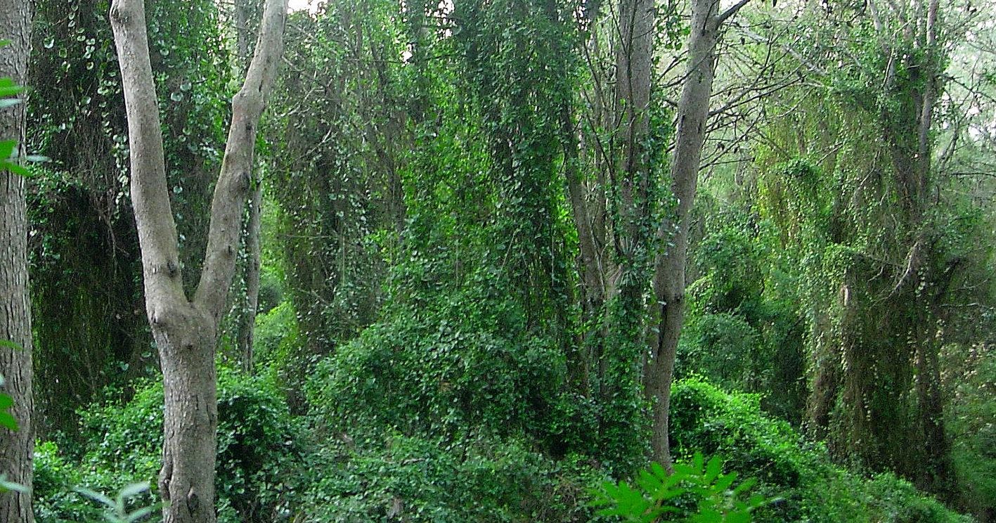 Zarzaparrillas sobre árboles. Gurugú recorte Zarzaparrillas: Las lianas del Mediterráneo