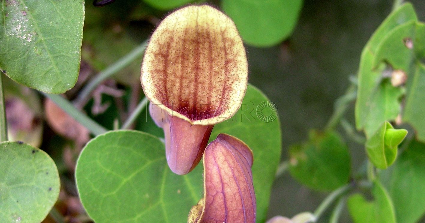 flor de aristoloquia Aristolochia baetica recorte Aristoloquia