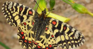 mariposa arlequín Zerynthia rumina recorte Aristoloquia