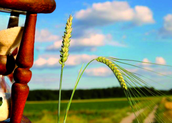 04 01 3 Cizaña, trigo o grano de arena