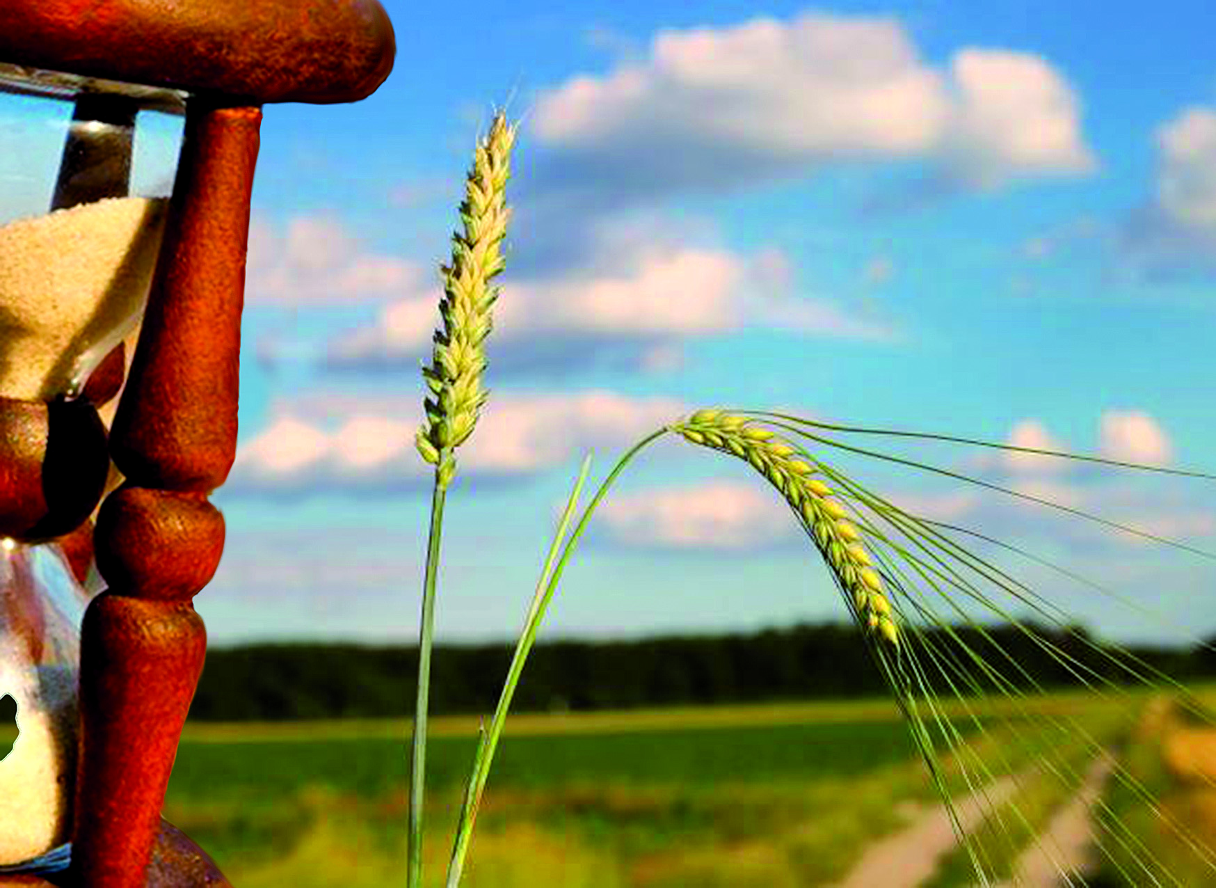Cizaña, trigo o grano de arena