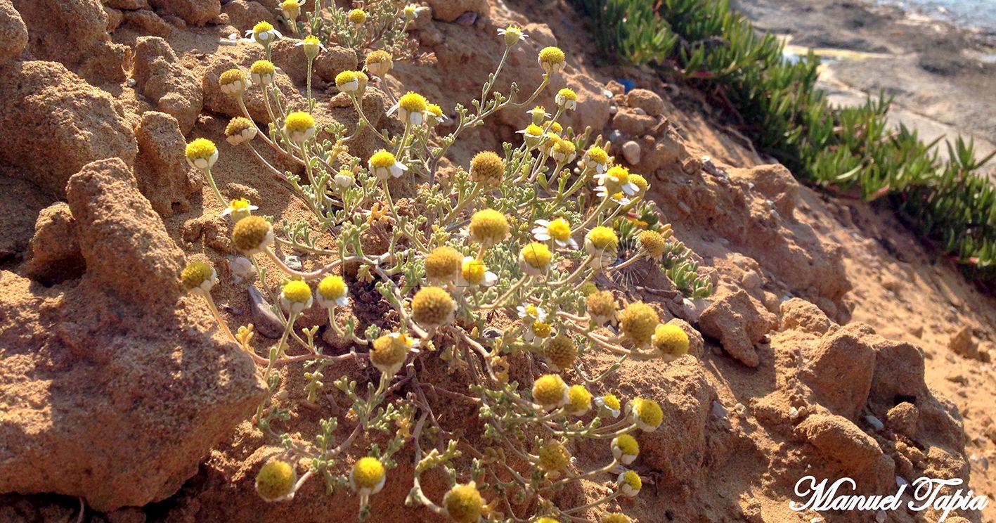 Anthemis mauritiana en el litoral recorte Anthemis mauritiana
