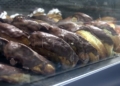 dulces El pan que cruza la frontera, otro problema para las panaderías de Melilla