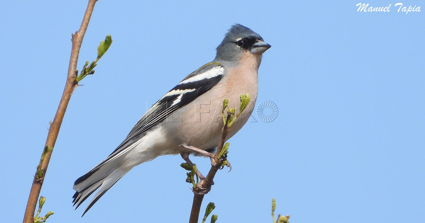 pinzón norteafricano Fringilla coelebs ssp. africana recorte Pinzón vulgar africano