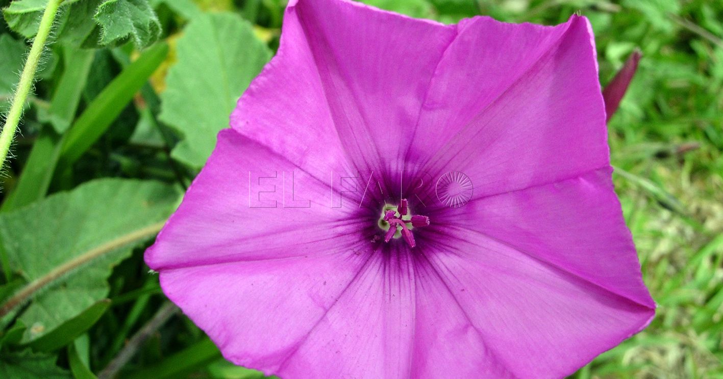 Campanilla rosa Convolvulus althaeoides en Melilla recorte Campanilla rosa