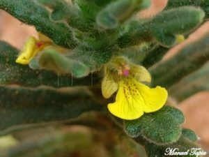 Flor de la iva Iva