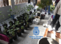 Foto 2 La Policía se incauta de varias plantaciones de marihuana en el Monte María Cristina