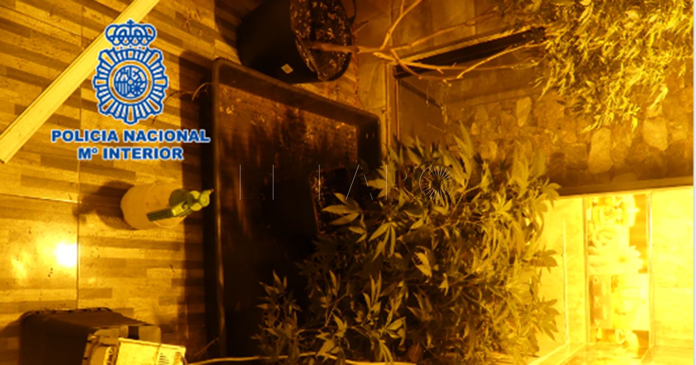 Foto 3 recorte La Policía se incauta de varias plantaciones de marihuana en el Monte María Cristina
