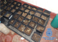 Foto 6 La Policía se incauta de varias plantaciones de marihuana en el Monte María Cristina