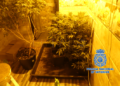 Foto 7 La Policía se incauta de varias plantaciones de marihuana en el Monte María Cristina