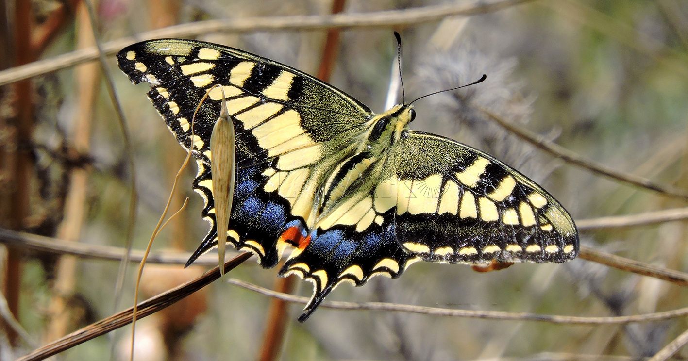 Imago de mariposa macaón Papilio machaon recorte Macaón