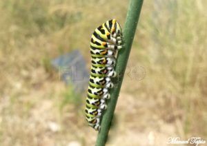 Oruga de Papilio machaon. Macaón