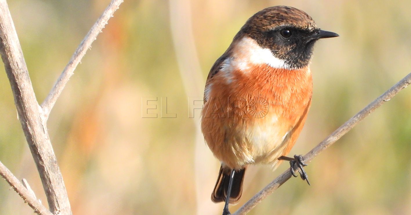 Tarabilla común Saxicola rubicola recorte Tarabilla común