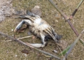 3225f3fb ca0a 425f adce c86f7fc5664a Guelaya denuncia el vertido de aguas fecales en la desembocadura del río que causa la muerte de cientos de cangrejos