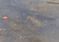 9d9c9549 edac 4b42 b906 b588107ec2da Guelaya denuncia el vertido de aguas fecales en la desembocadura del río que causa la muerte de cientos de cangrejos