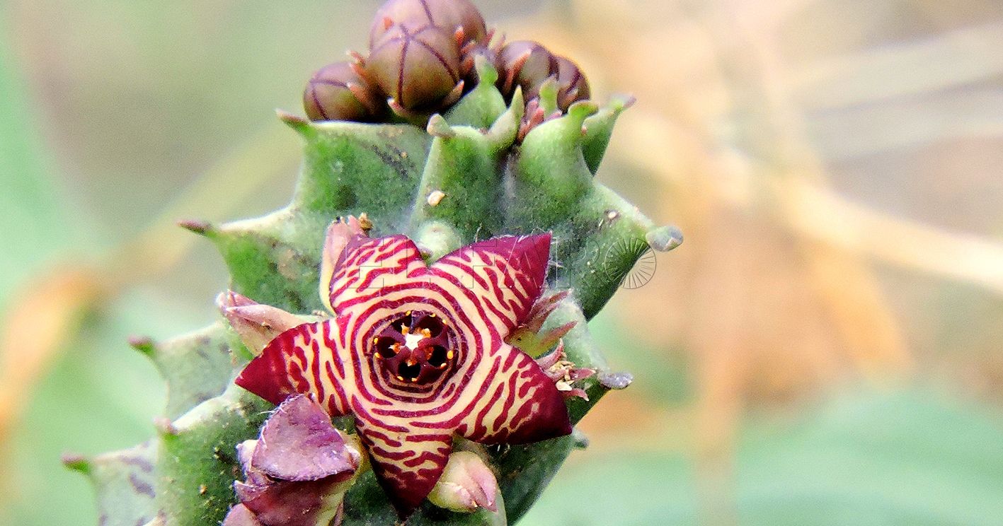 Caralluma Caralluma europaea Tallo y flor recorte Caralluma