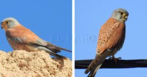 Cernícalos primilla iqda y vulgar drcha en Melilla recorte Cernícalos vulgar y primilla
