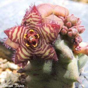 Detalle de la flor de la caralluma Caralluma
