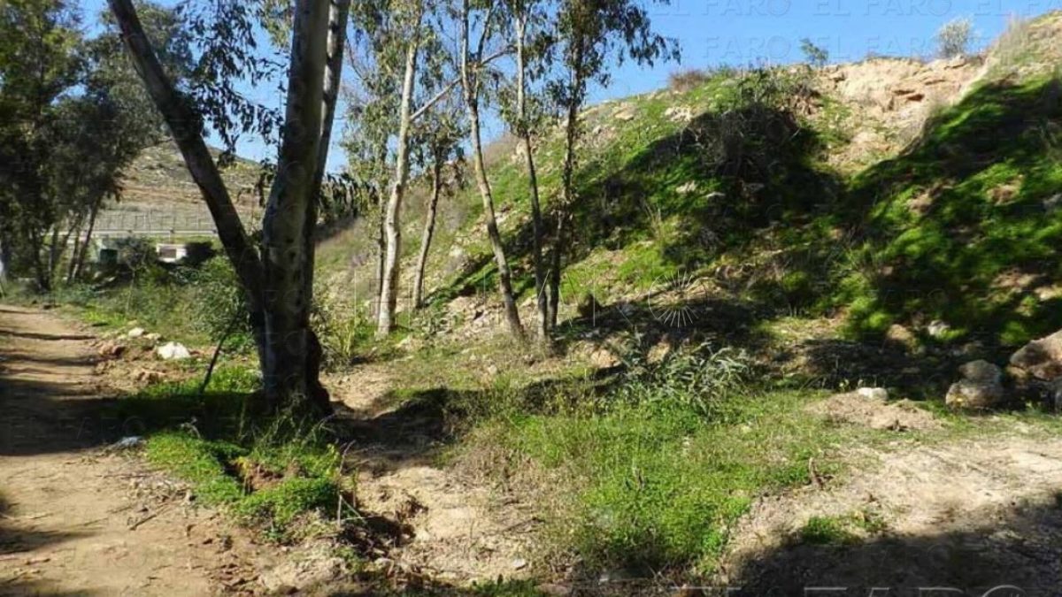 Nano e1706209571150 Las elevadas temperaturas de enero afectan a la biodiversidad de Melilla