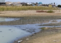 b1239859 657f 4d2d a537 c1bf7e81c0ec Guelaya denuncia el vertido de aguas fecales en la desembocadura del río que causa la muerte de cientos de cangrejos