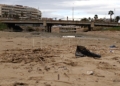 d51ed3b1 f6c0 4cc1 acb5 3488dc916d9d Guelaya denuncia el vertido de aguas fecales en la desembocadura del río que causa la muerte de cientos de cangrejos