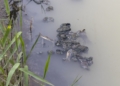 e92d04c2 21d1 495b 8235 7b129707d2b3 Guelaya denuncia el vertido de aguas fecales en la desembocadura del río que causa la muerte de cientos de cangrejos