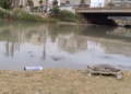 eb584026 50b7 4cfe 8dd6 d92e0c273146 Guelaya denuncia el vertido de aguas fecales en la desembocadura del río que causa la muerte de cientos de cangrejos