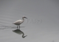 rio de oro pajaro Guelaya denuncia los vertidos de aguas fecales en la desembocadura del río de Oro