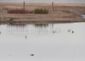 rio de oro pajaro 2 Guelaya denuncia los vertidos de aguas fecales en la desembocadura del río de Oro