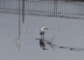 rio de oro pajaro 3 Guelaya denuncia los vertidos de aguas fecales en la desembocadura del río de Oro
