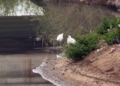 rio de oro pajaro 4 Guelaya denuncia los vertidos de aguas fecales en la desembocadura del río de Oro