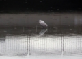 rio de oro pajaro 5 Guelaya denuncia los vertidos de aguas fecales en la desembocadura del río de Oro