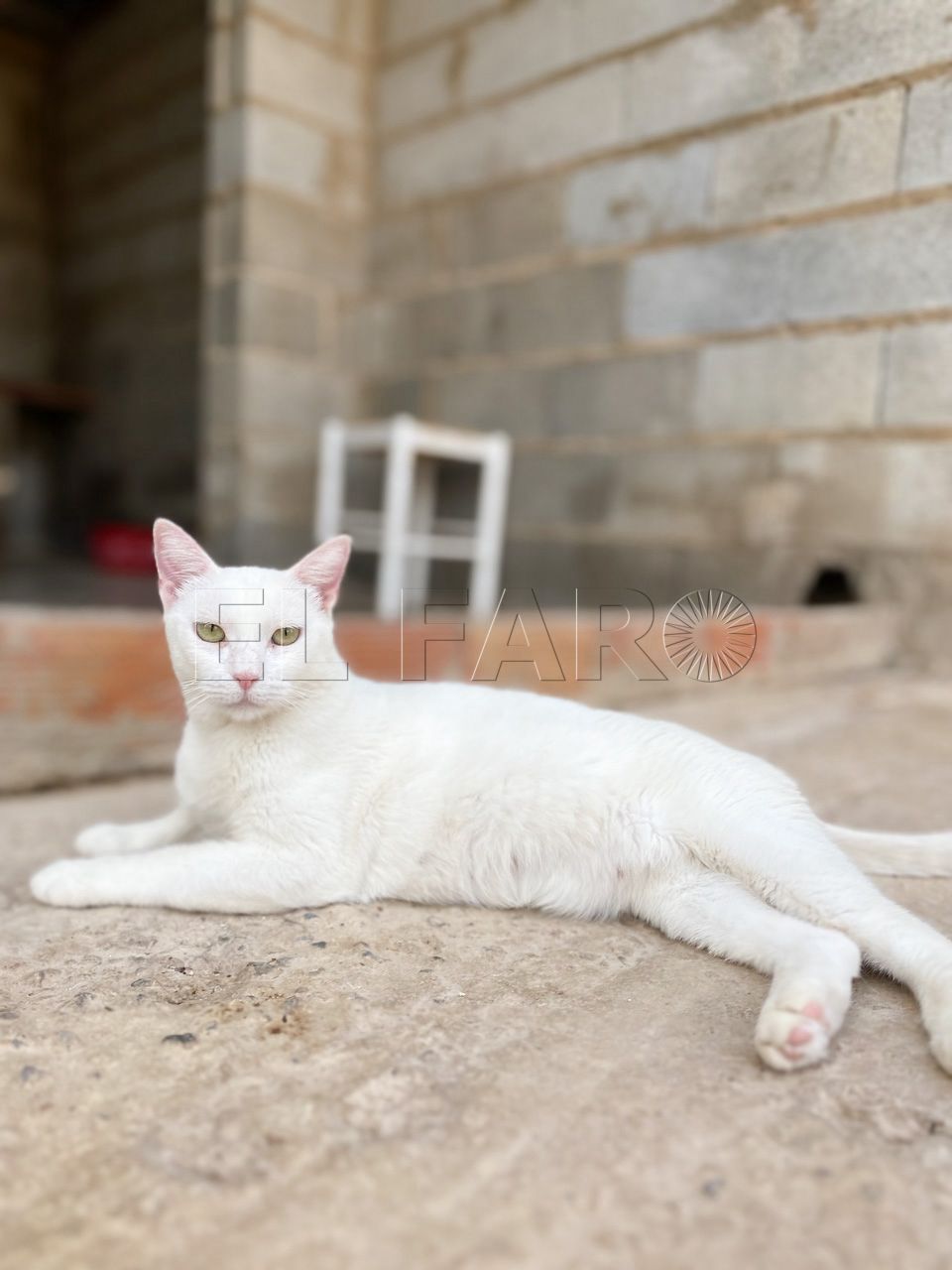 3 5 En busca de un hogar: Blissa