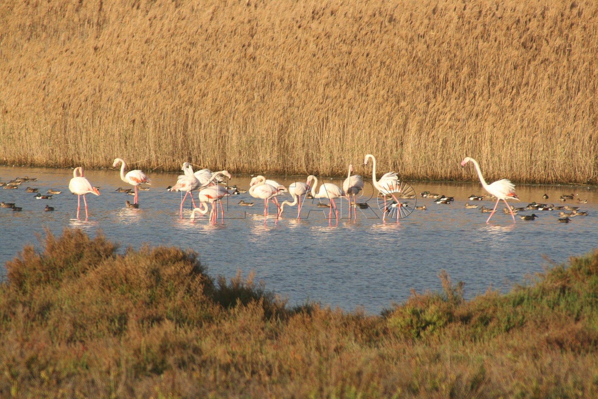Flamenco SEO Birdlife Melilla organiza una excursión a la Mar Chica para el sábado 17 de febrero