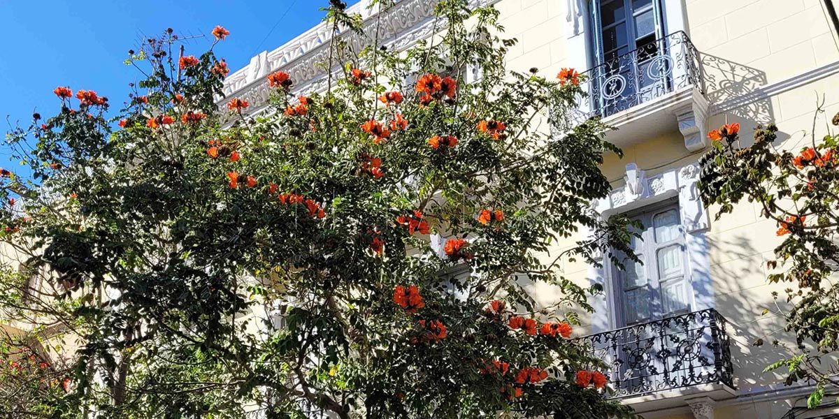 Tulipan Medio Ambiente proyecta la reforestación de la ciudad con la plantación de 2 mil árboles