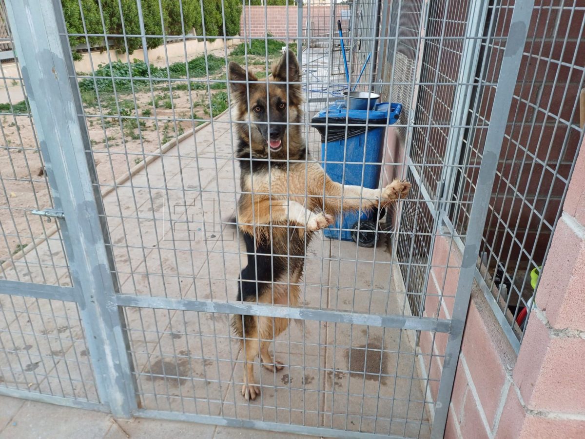 WhatsApp Image 2024 02 01 at 19.29.12 1 e1706813511772 La Protectora abre sus puertas a los melillenses para dar a conocer a sus animales