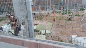 WhatsApp Image 2024 02 01 at 19.29.39 La Protectora abre sus puertas a los melillenses para dar a conocer a sus animales