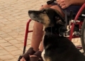 WhatsApp Image 2024 02 03 at 17.53.59 Mae, de vivir en las calles de Marruecos a perrita de terapia asistida