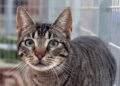 gato La Protectora abre sus puertas a los melillenses para dar a conocer a sus animales