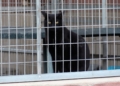 gato 2 La Protectora abre sus puertas a los melillenses para dar a conocer a sus animales