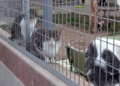 gatos La Protectora abre sus puertas a los melillenses para dar a conocer a sus animales