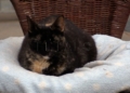gatos 2 La Protectora abre sus puertas a los melillenses para dar a conocer a sus animales