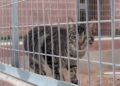 gatos 3 La Protectora abre sus puertas a los melillenses para dar a conocer a sus animales