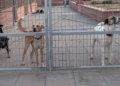 perros La Protectora abre sus puertas a los melillenses para dar a conocer a sus animales
