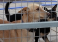 perros 2 La Protectora abre sus puertas a los melillenses para dar a conocer a sus animales